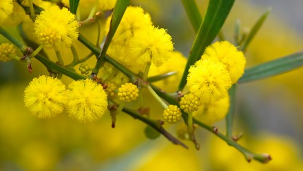 Close up of wattle flowers
